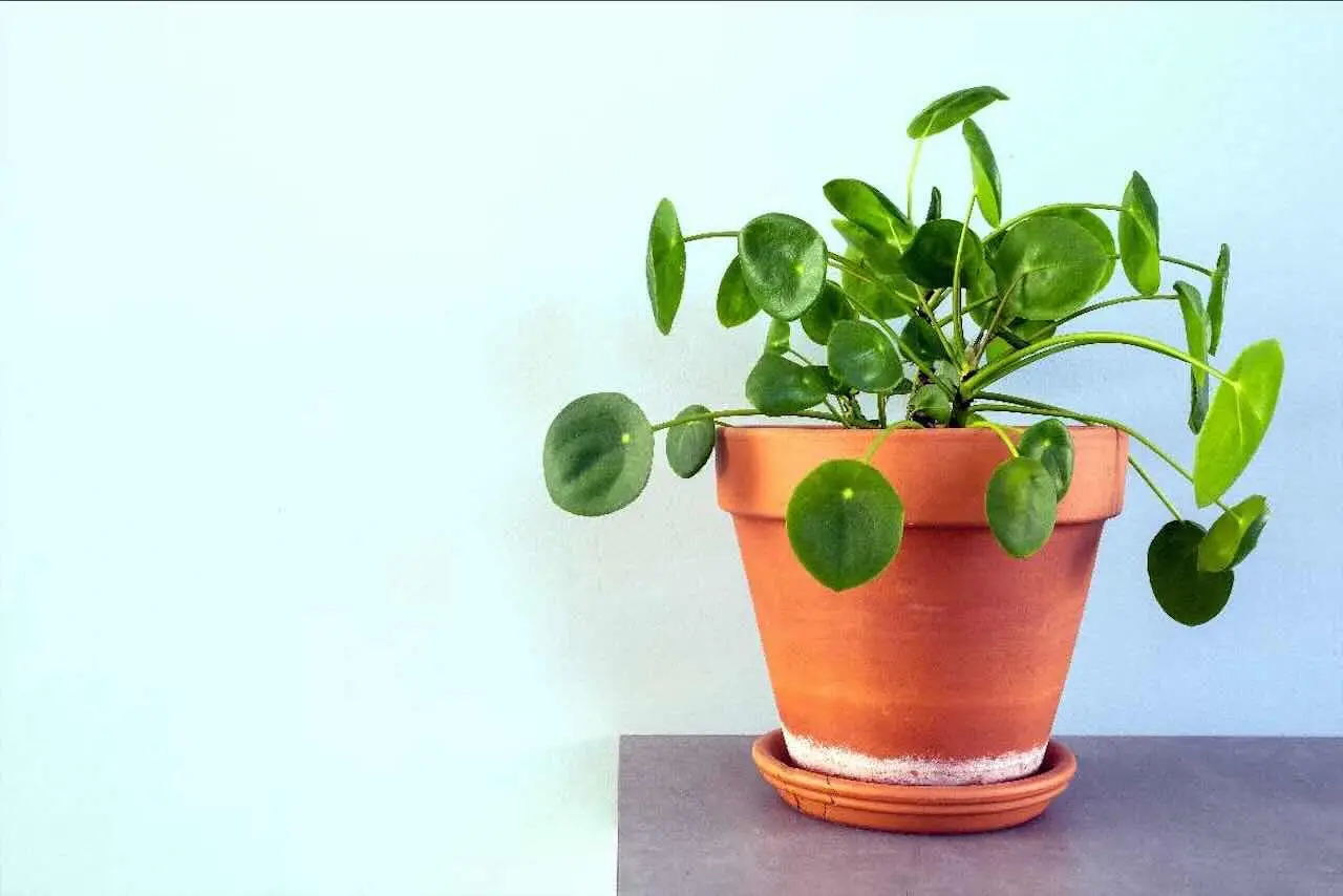 La tua pianta delle monete (Pilea) ha le foglie arricciate, perché? I segreti della sua cura