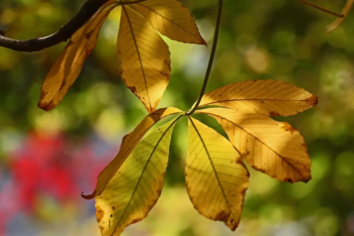Quali sono le piante che cambiano colore delle foglie in autunno? Le più spettacolari