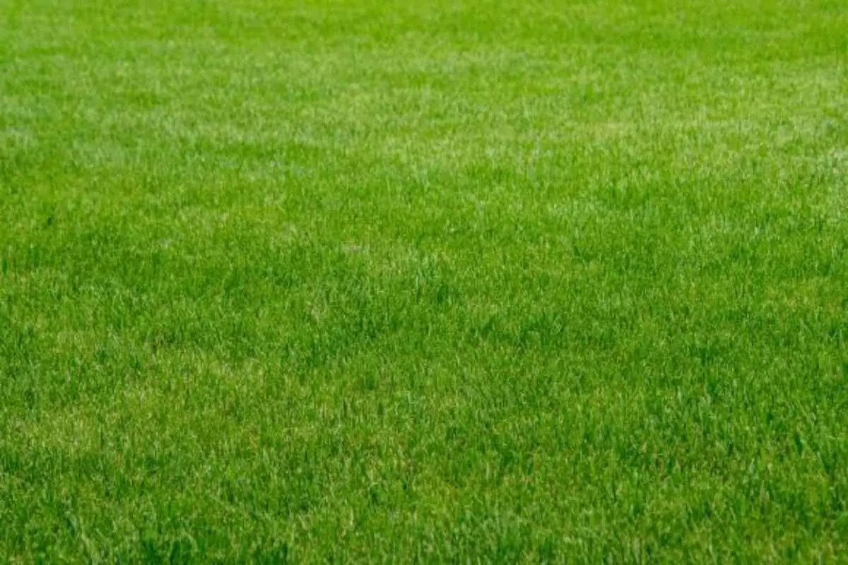 Come si fa a installare un prato a rotoli per un effetto immediato? La guida alla posa