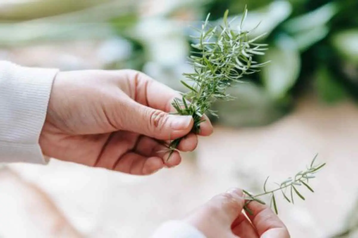 Come si fa a raccogliere e seccare le erbe aromatiche per l’inverno? Menta, origano e rosmarino